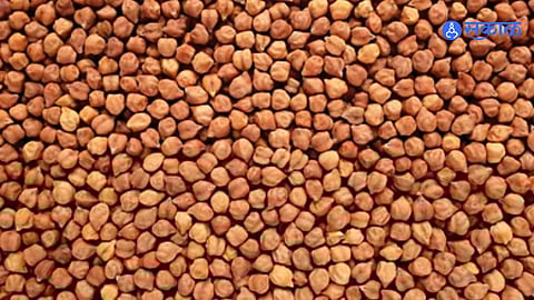 Akola two lakh quintal gram seed distribution