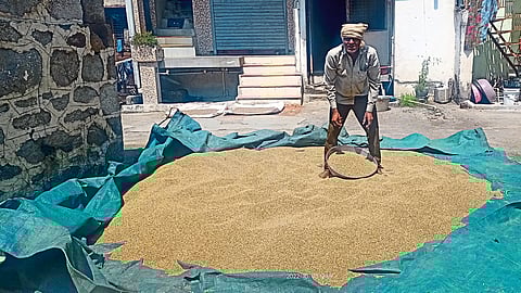 Farmer Gulab Patil filling monsoon millet in his house. (Photo: Jagannath Patil)