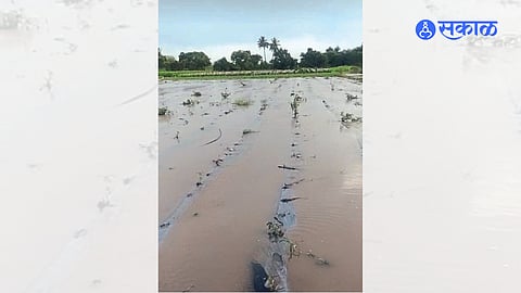 Crops were submerged due to cloudburst-like rains here and in the area after midnight on Monday.