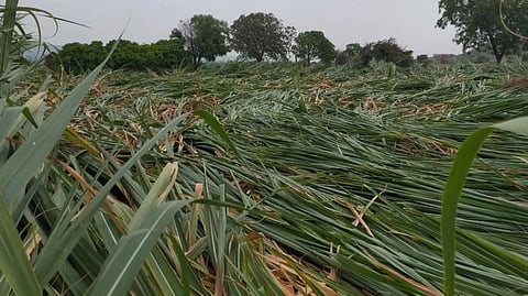 Crop Damage