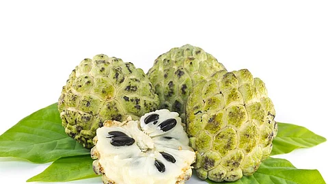 Custard Apple News