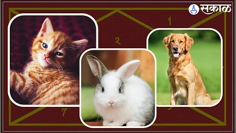 Astrology Horoscope pet