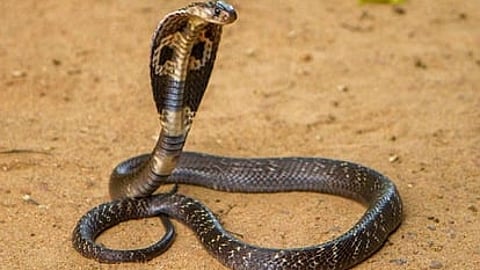 Diwali Tradition : उत्तराखंडातील चामोली जिल्ह्यात चक्क नाग दिवाळी साजरी केली जाते