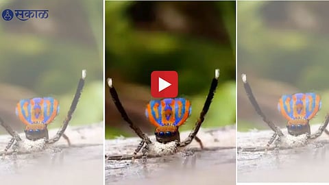 Spider Viral Video