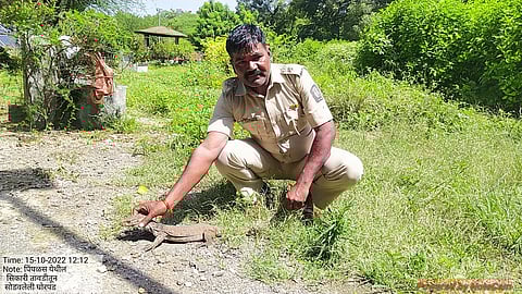 Forester Bhagwan Jadhav releasing Ghorpadi in its natural habitat at Niphad Forest Park