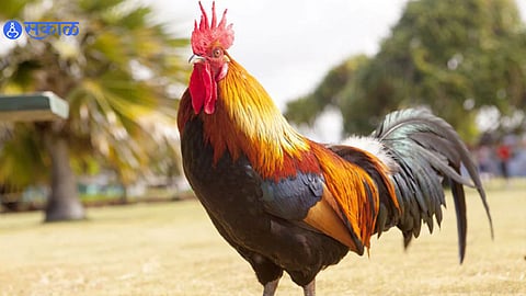 Cock