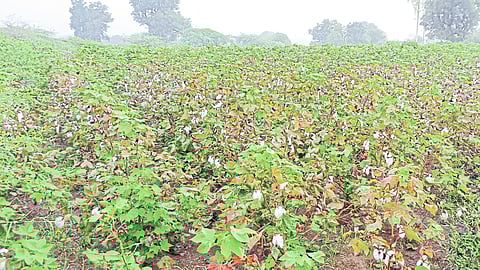 In Shiwar, due to return rains, the harvested cotton got wet on the plant itself, resulting in a decrease in production.(Photo: Sadashiv Bhalkar)
