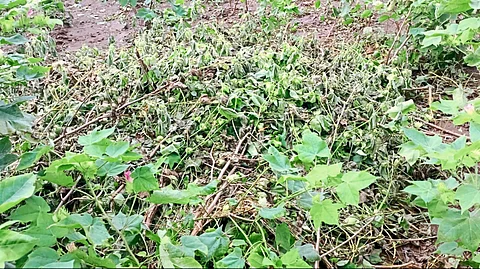 Agriculture News