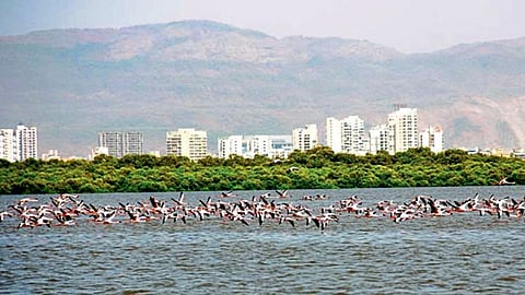 Sea Birds