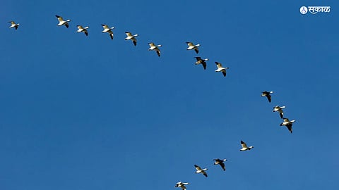 Bird migration