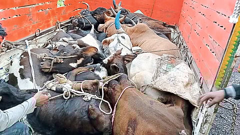 Cruelly dumped animals in Eicher.