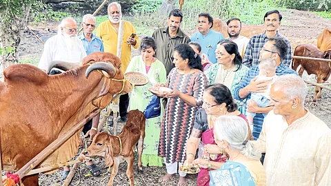 vasubaras Cattle Puja