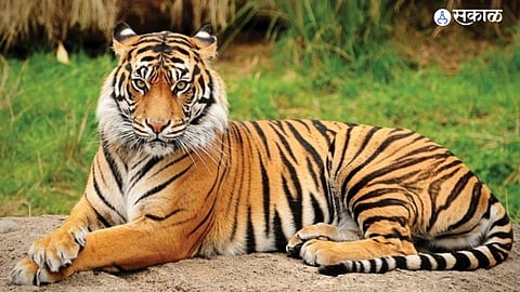 Nagpur Tiger