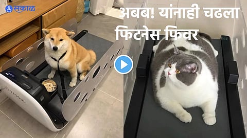 Cat Dog Viral video