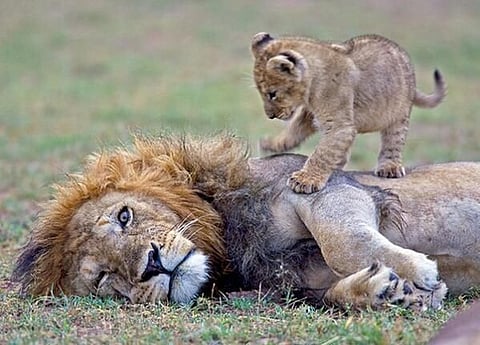 Viral Video : ‘ओ पप्पा उठा की' जंगलच्या राजाचा आणि बछड्याचा क्युट व्हिडीओ पहाच