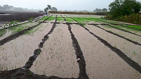 Heavy Rain in Crop Field