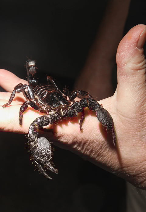 Dasara Vastu Tips 2022