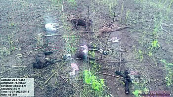 Lambs killed by wild Animals