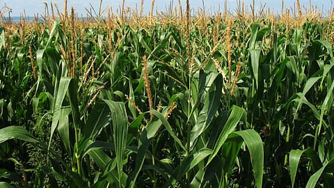 Maize