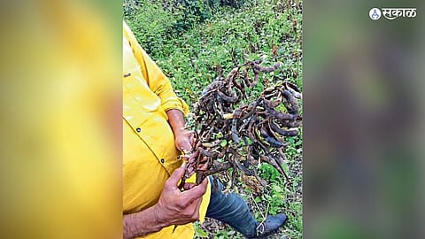 Nanded farmer heavy rain crop damage soybeans loss