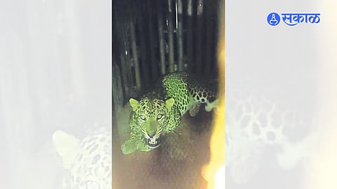 Imprisoned Leopard at Cantonment Board Pumping Station.