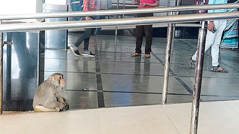 A monkey sitting at a railway station.