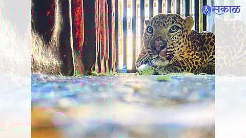 A leopard confined in a cage kept in Bhagwant Navale's farm here.