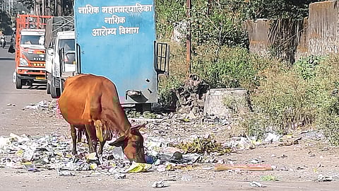 in Panchvati Cow eating plastic in garbage