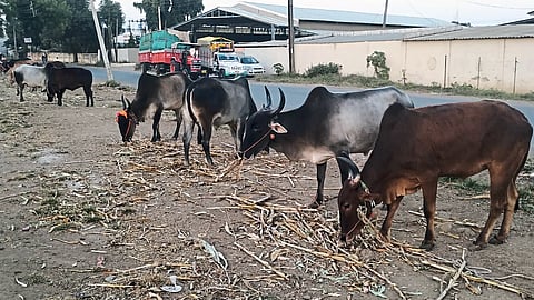 A bull market near the city.