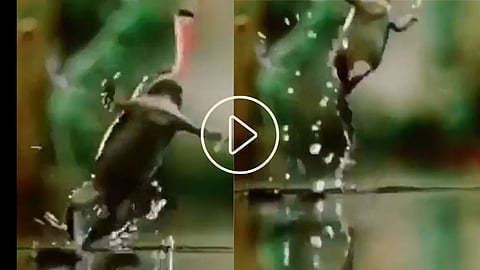 Frog Viral Video