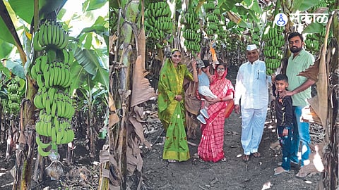 A family of clothiers in a banana garden. The banana in the second photo.