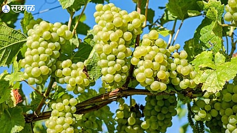 Grapes Production