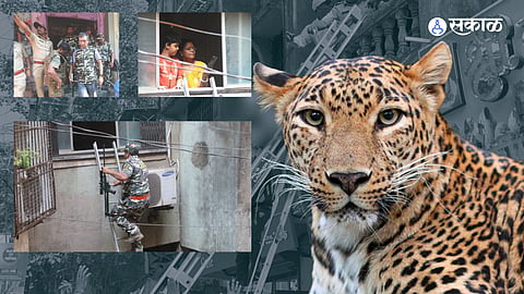 Leopard in Kalyan