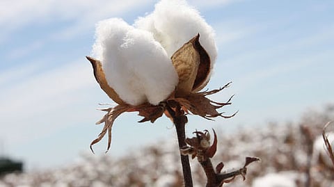 Cotton Market