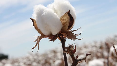 Cotton