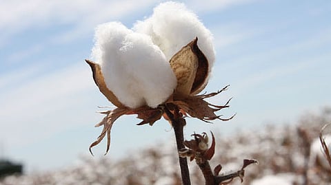 Cotton Crop