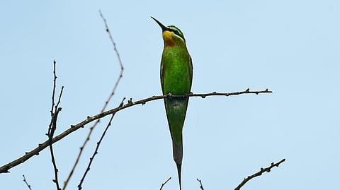 Blue-Cheeked Bee-Eater