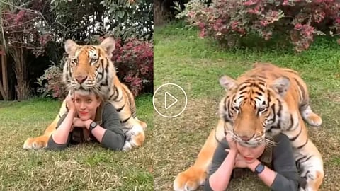 Pose with Tiger Viral Video