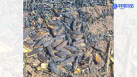 Maize grains and fodder in the field burnt in fire caused by short circuit