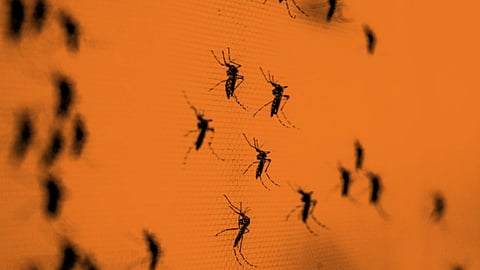 Mosquitos_Taloja Jail