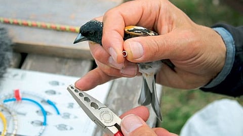 Nashik Nandur Madhmeshwar Bird Sanctuary