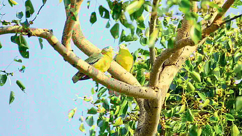 Green birds sitting on the tree at niphad