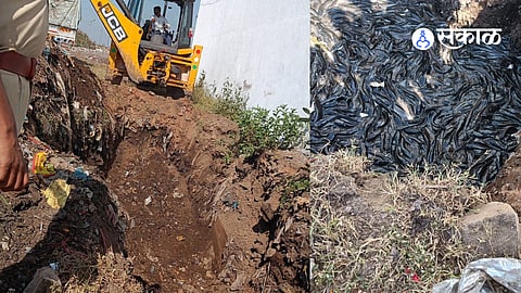 Approximately 4 tonnes of fish stock was completely destroyed in the solid waste management area by proper panchnama.