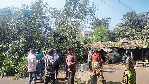A fallen tree on the road