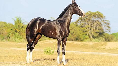 Sarangkheda Horse Market