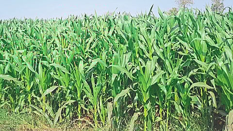 Rabi's corn is in full swing right now.