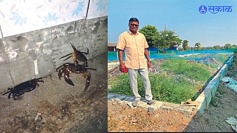 The experiment of crab farming is successful by dattatray nathe