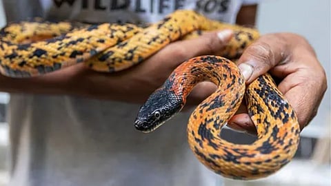 Snake Found on Air India Express