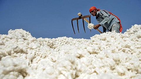 Cotton Crop