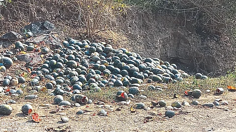 Watermelon thrown by Babaji Kakade.